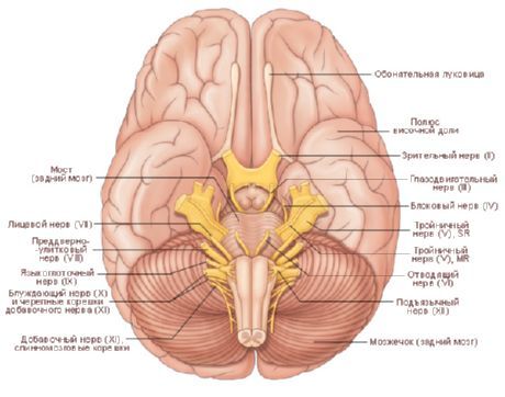 دماغ۔ دماغ کی نچلی سطح۔