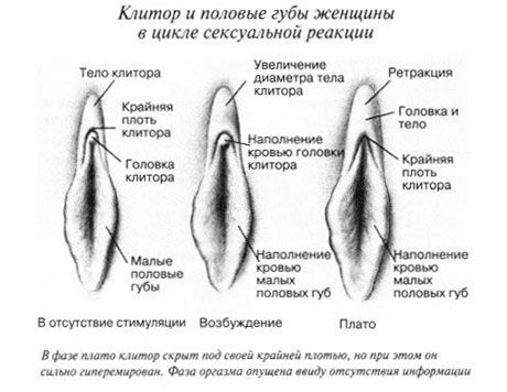 کلٹوریس جماع کے دوران clitoris