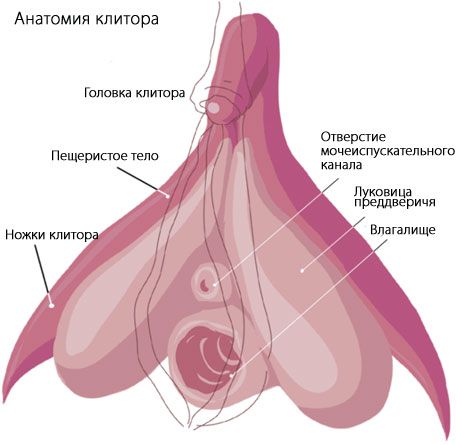 کلٹوریس clitoris کی اناٹومی